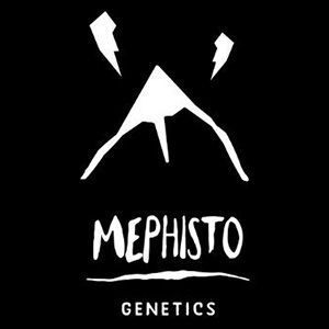 Mephisto Genetics Logo
