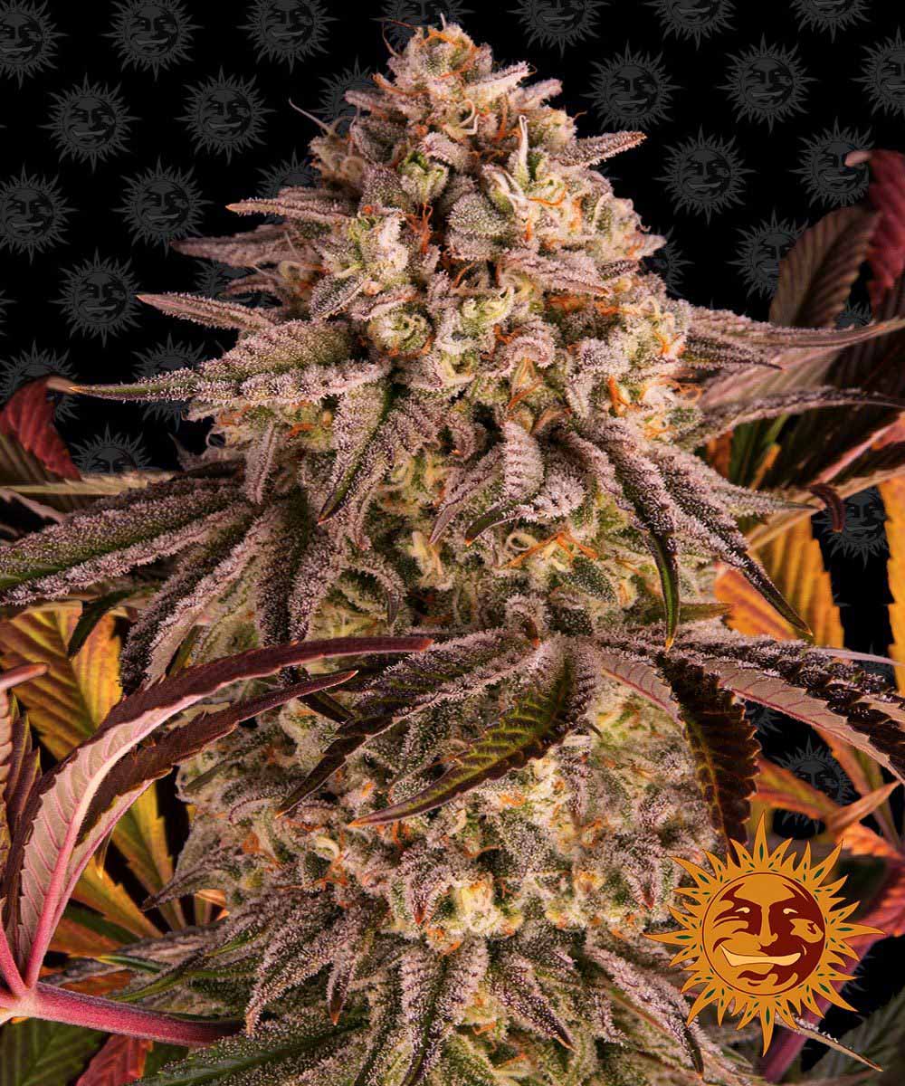 Blue Sunset Sherbert Feminisiert