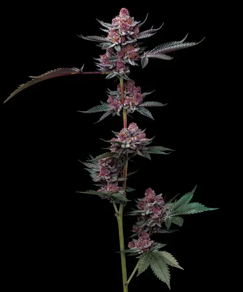 Cherry Poppers Feminisiert