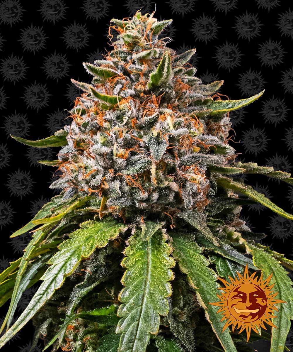 White Widow XXL Feminisiert