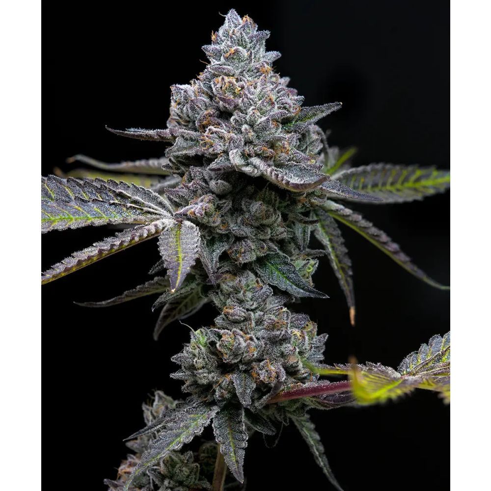 Barney Farm Apple Fritter Cannabis Blüte