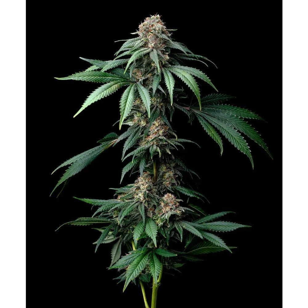 Barney Farm Mendo Breath Cannabis Blüte