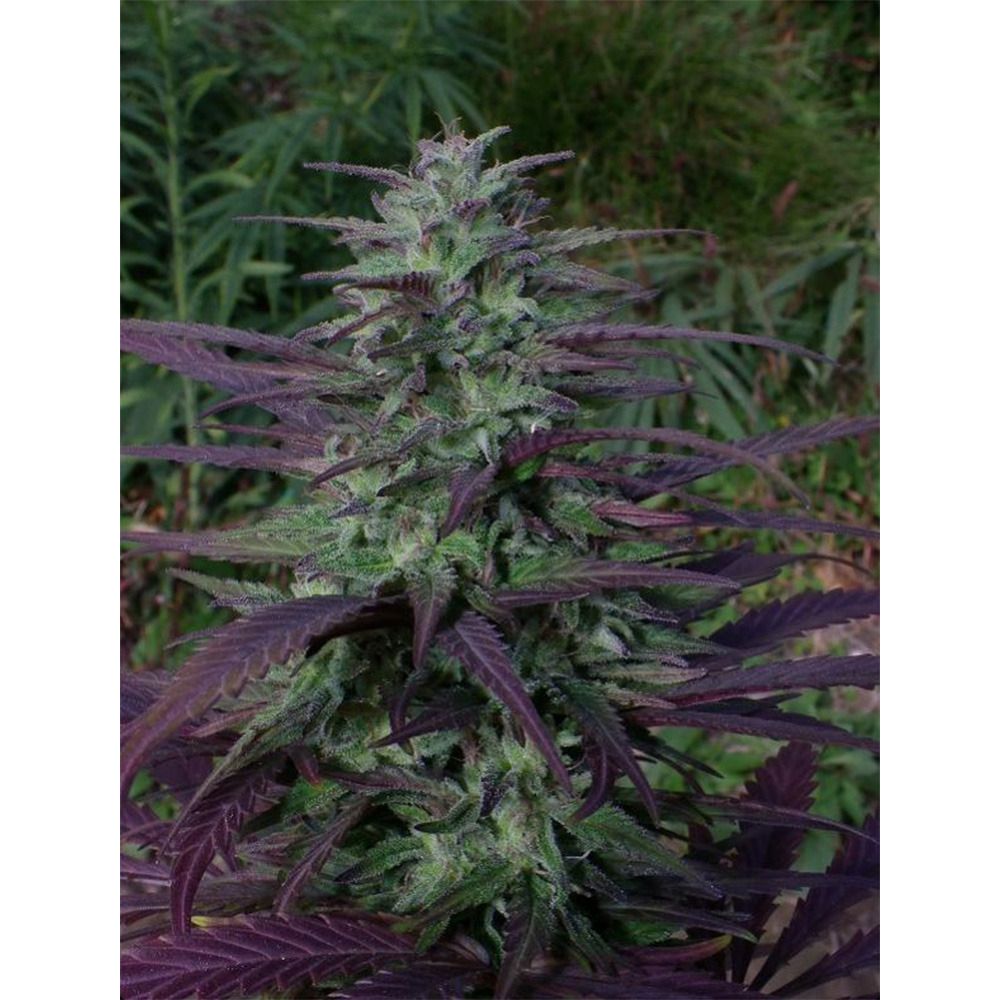 Ace Seeds China Yunnan Reguläre Hanfsamen Cannabisblüte