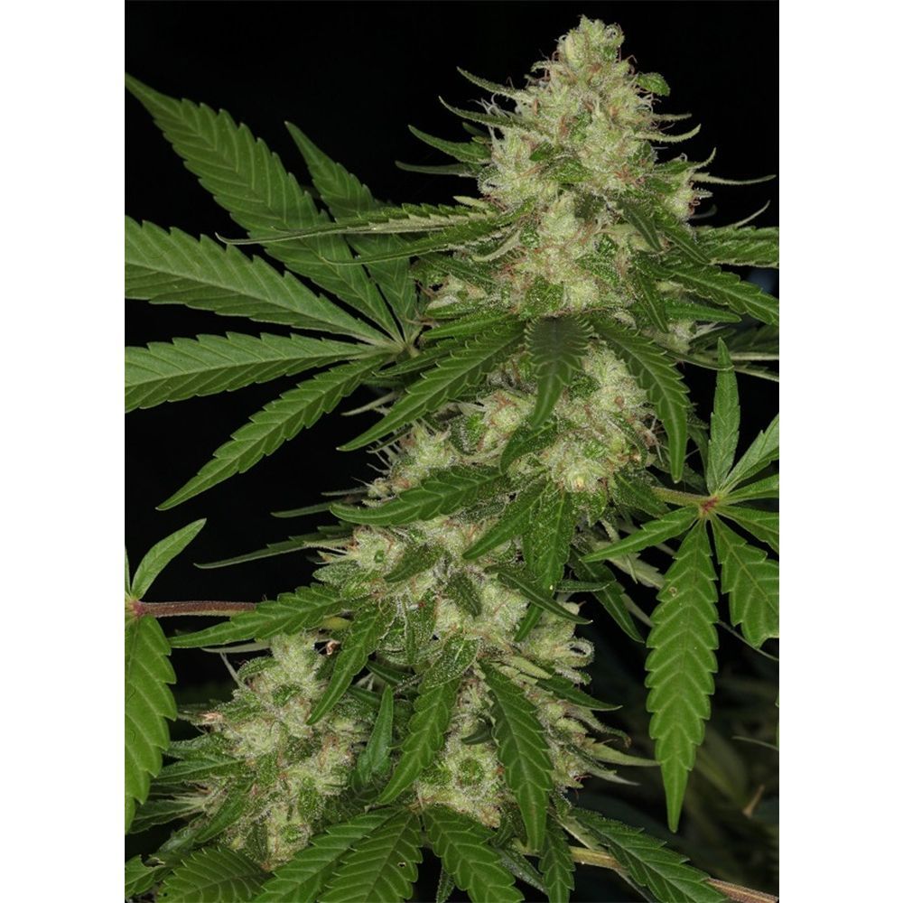 ACE Seeds Congo Feminisierte Hanfsamen Cannabisblüte