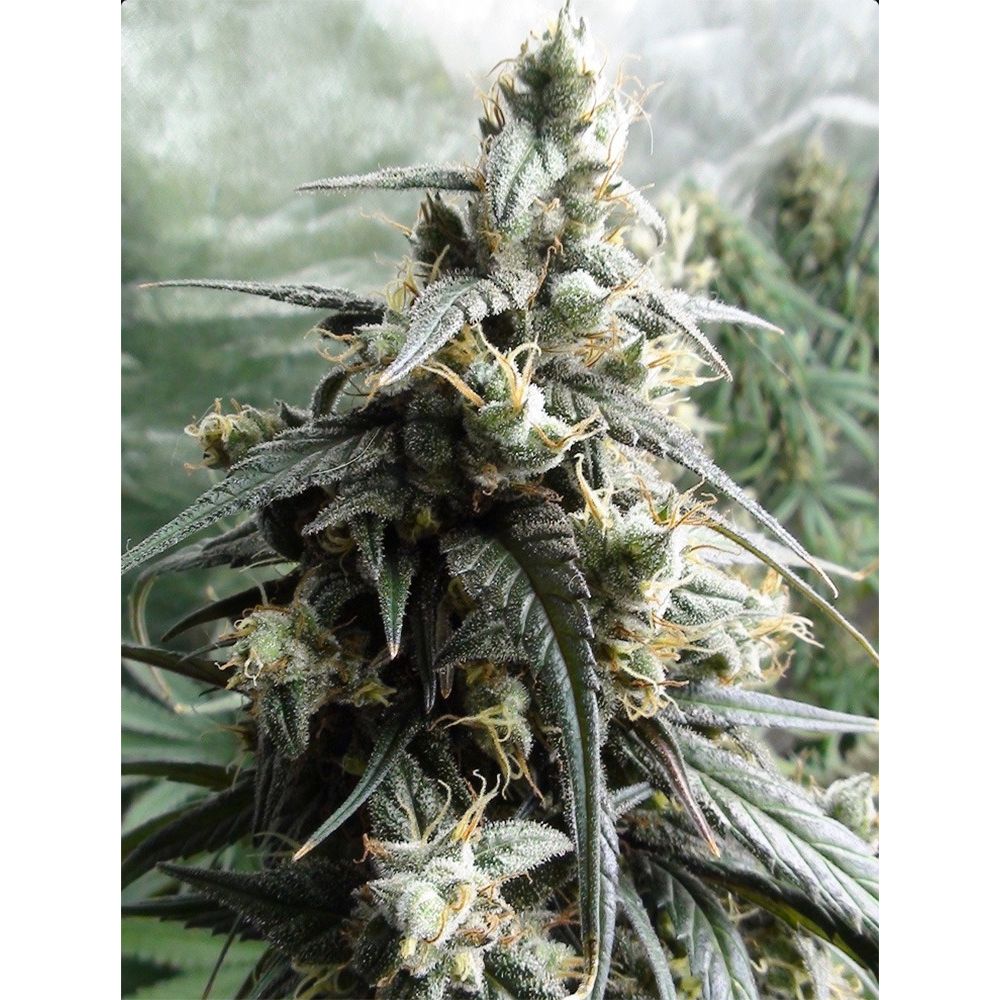 ACE Seeds Haze x Kali China Feminisierte Hanfsamen Cannabisblüte