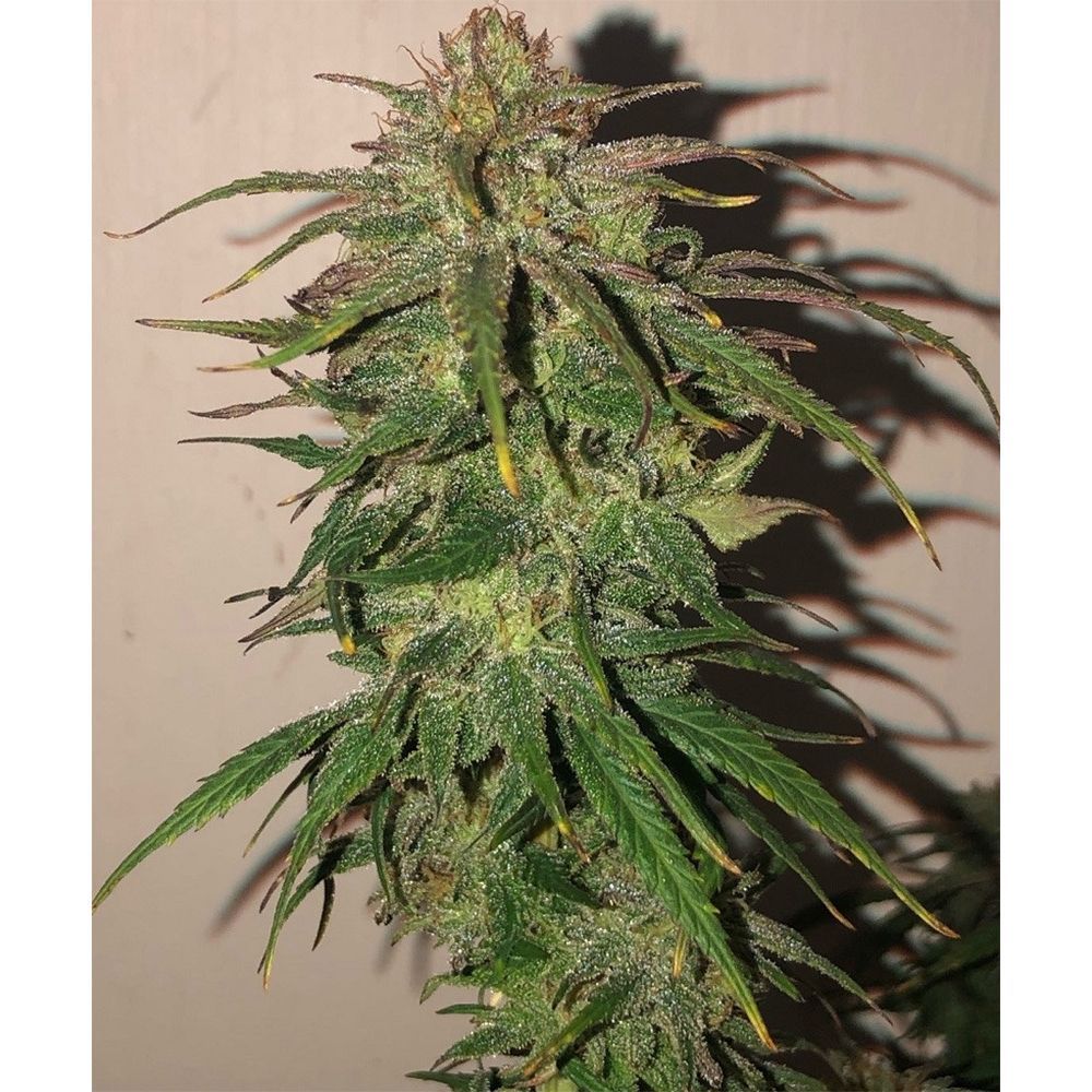 Ace Seeds Hokkaido Japan Hemp Reguläre Hanfsamen Cannabisblüte