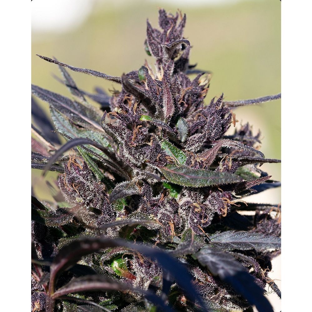 Ace Seeds Hondura Reguläre Hanfsamen Cannabisblüte