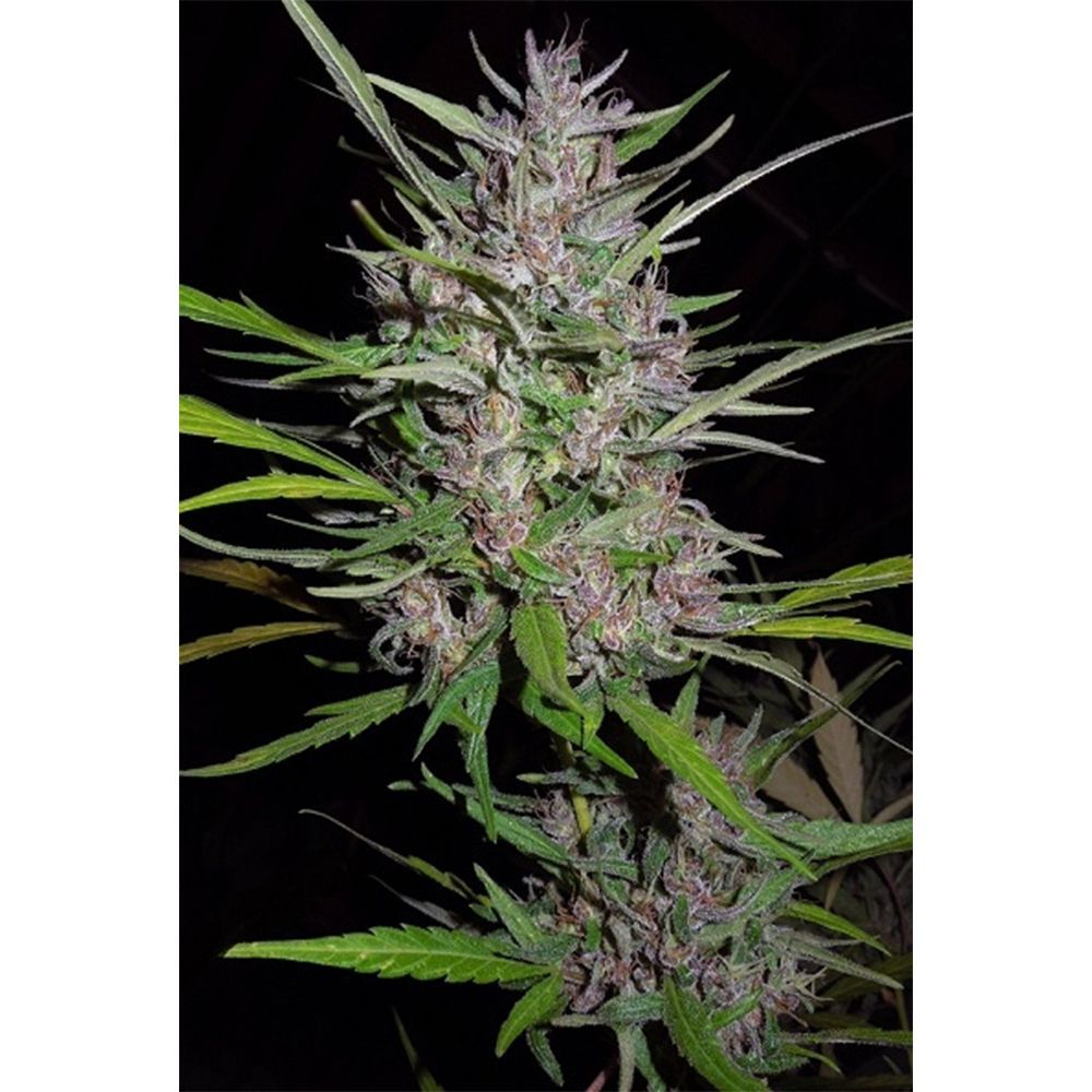 Ace Seeds Honduras x Panama Reguläre Hanfsamen Cannabisblüte