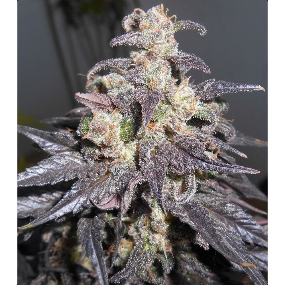 ACE Seeds Kali China Feminisierte Hanfsamen Cannabisblüte