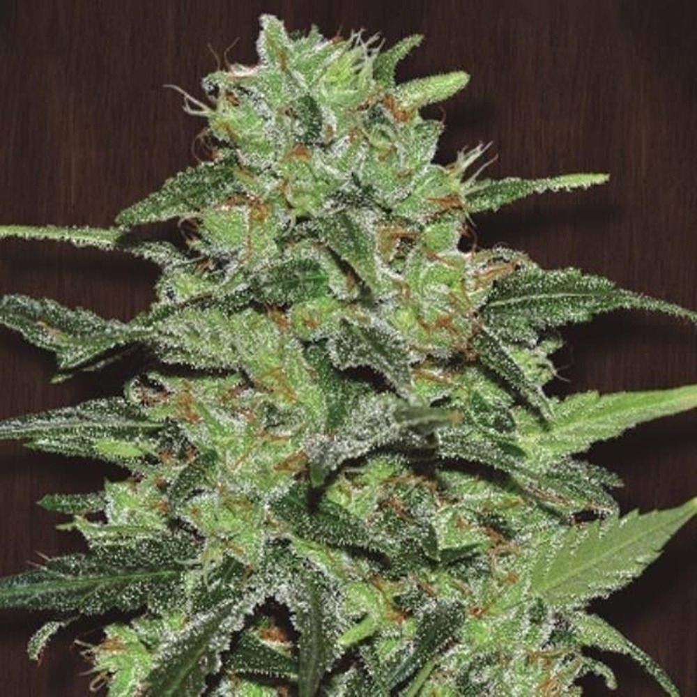 ACE Seeds Malawi Feminisierte Hanfsamen Cannabisblüte