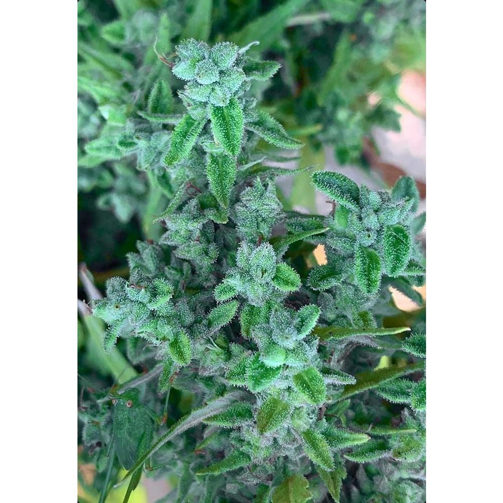 ACE Seeds Lebanese Reguläre Hanfsamen Cannabisblüte