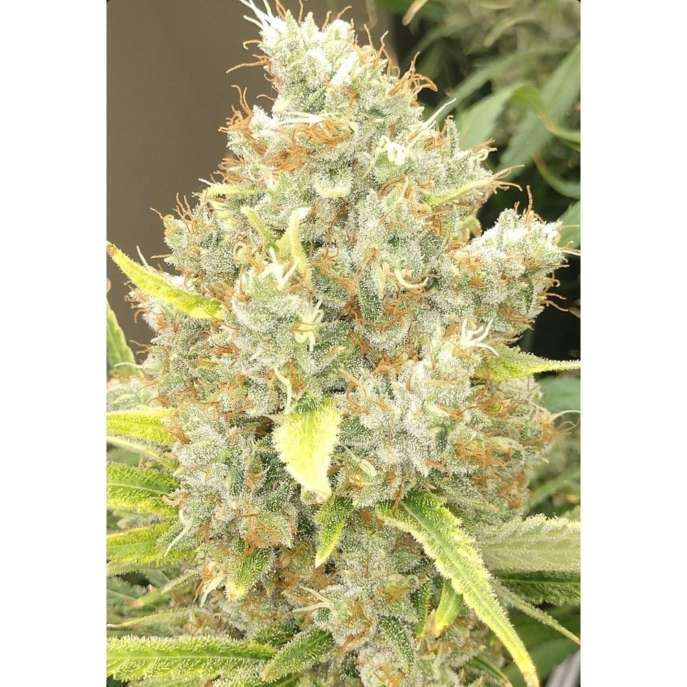ACE Seeds Malawi x Panama Feminisierte Hanfsamen Cannabisblüte