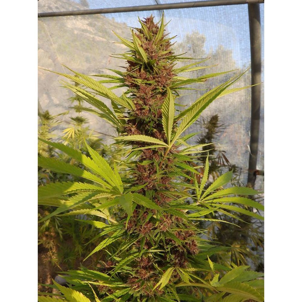 ACE Seeds Malawi x PCK Feminisierte Hanfsamen Cannabisblüte