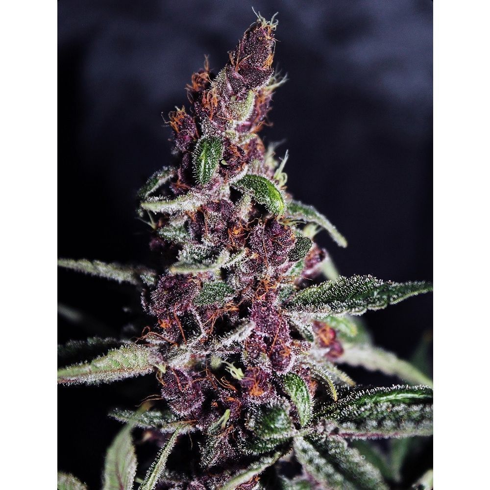 Ace Seeds Violeta Reguläre Hanfsamen Cannabisblüte