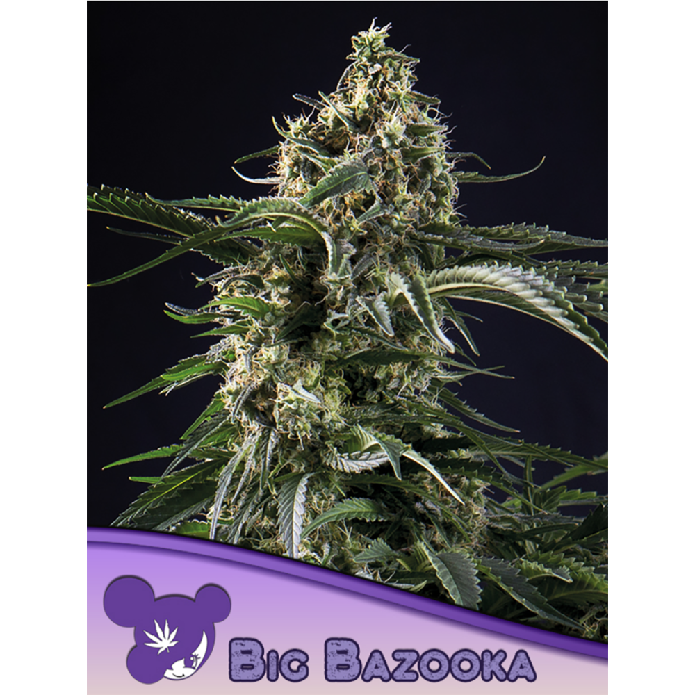Anesia Seeds Big Bazooka Feminisierte Hanfsamen