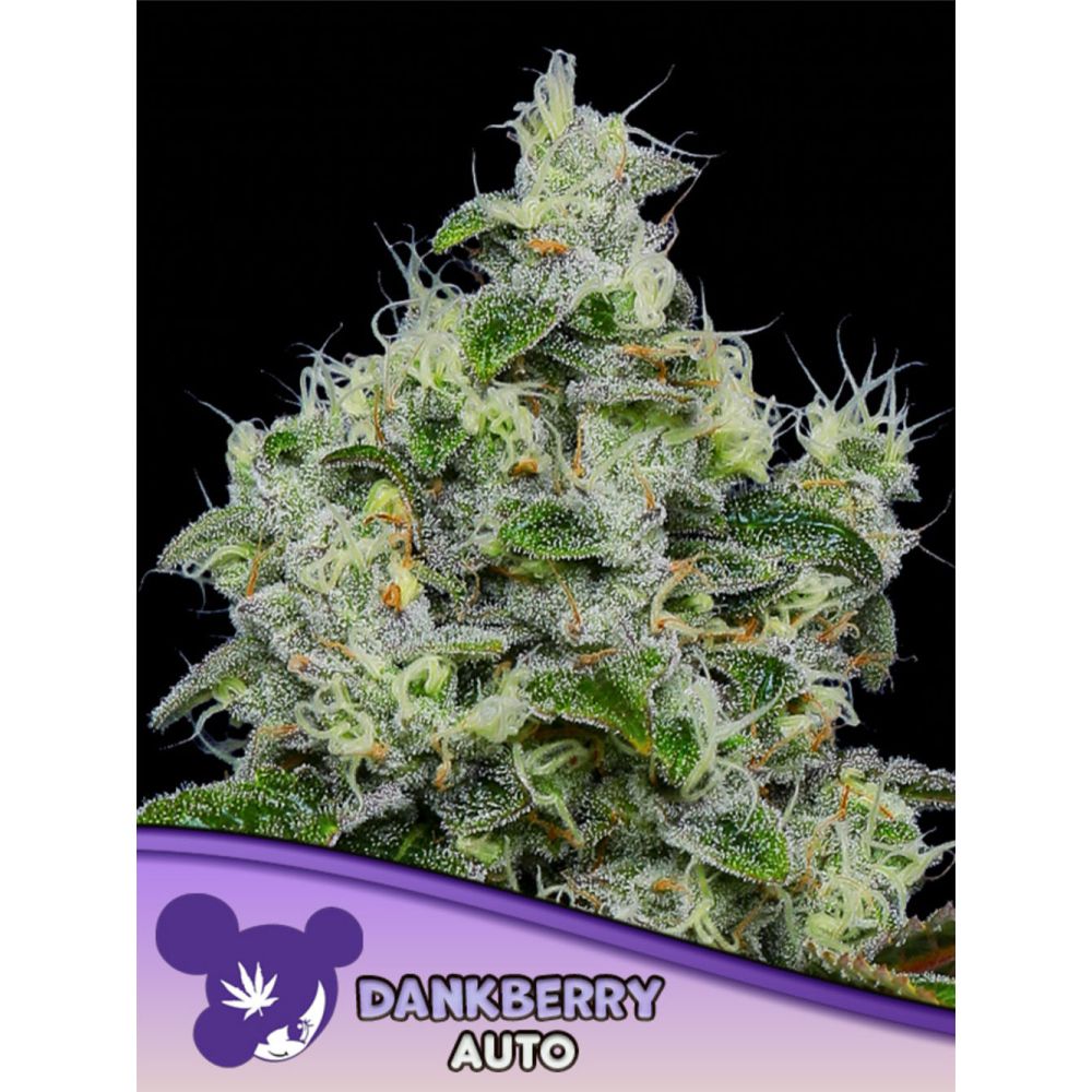 Anesia Seeds Dankberry Automatic Cannabissamen Blüte