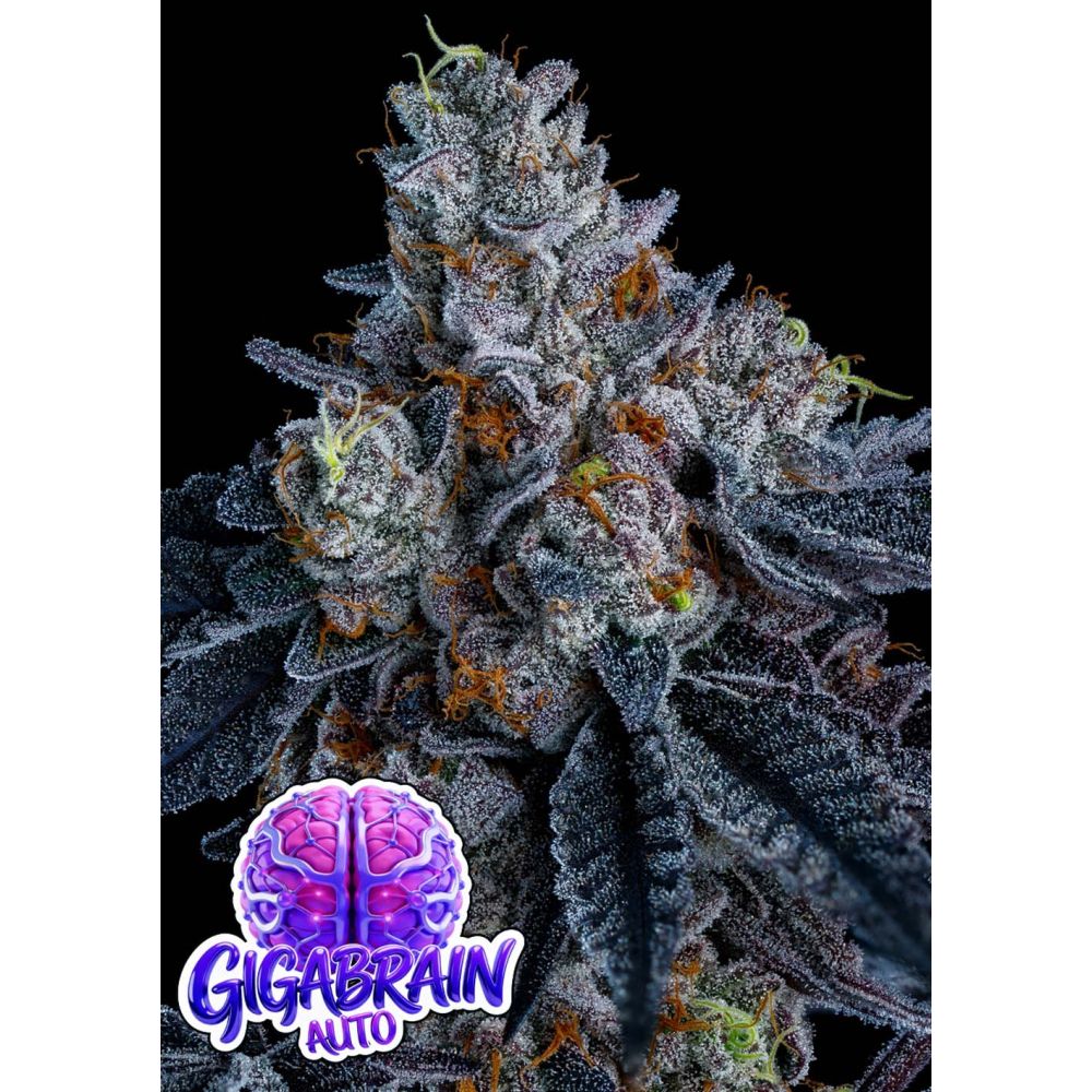 Anesia Seeds Giga Brain Automatic Cannabissamen Blüte