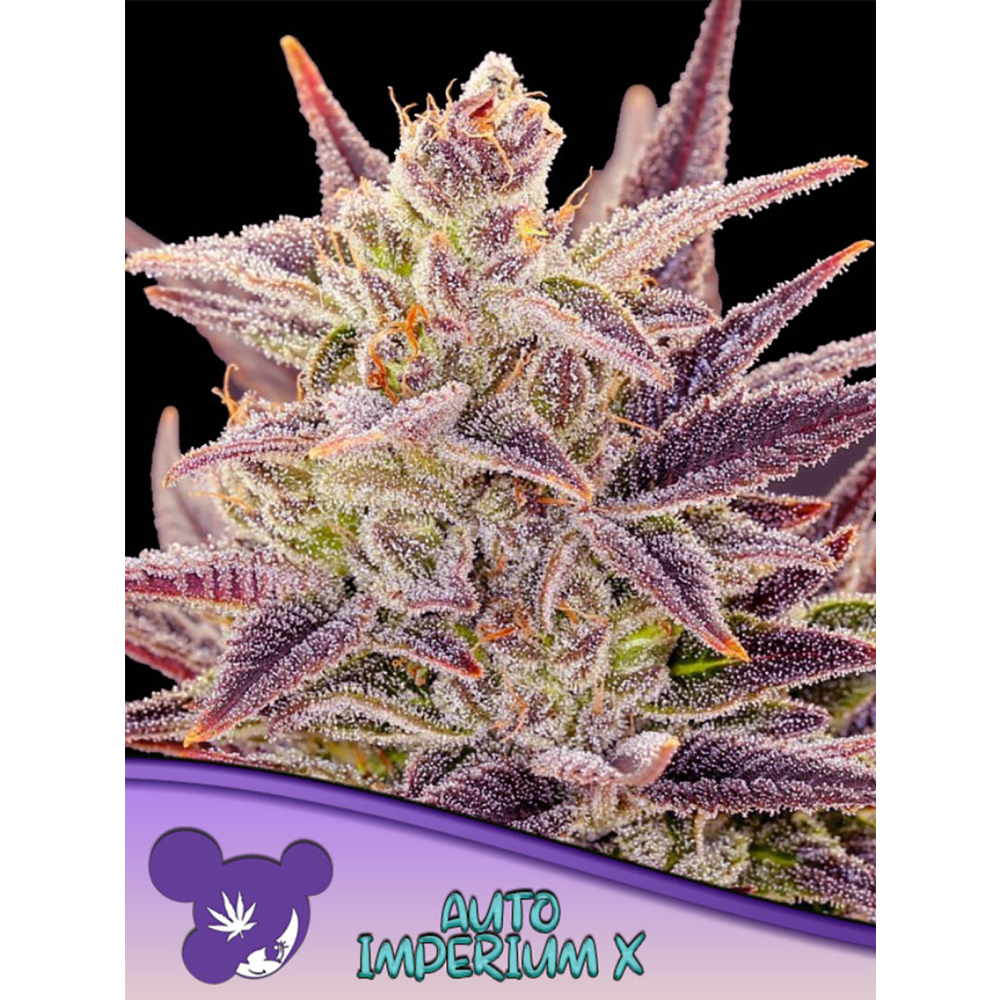 Anesia Seeds Imperium X Automatic Hanfsamen