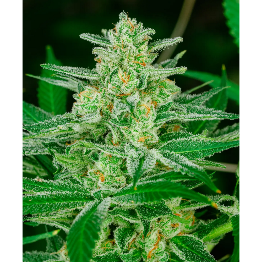 Atlas Seeds Blue Dream Automatic Hanfsamen