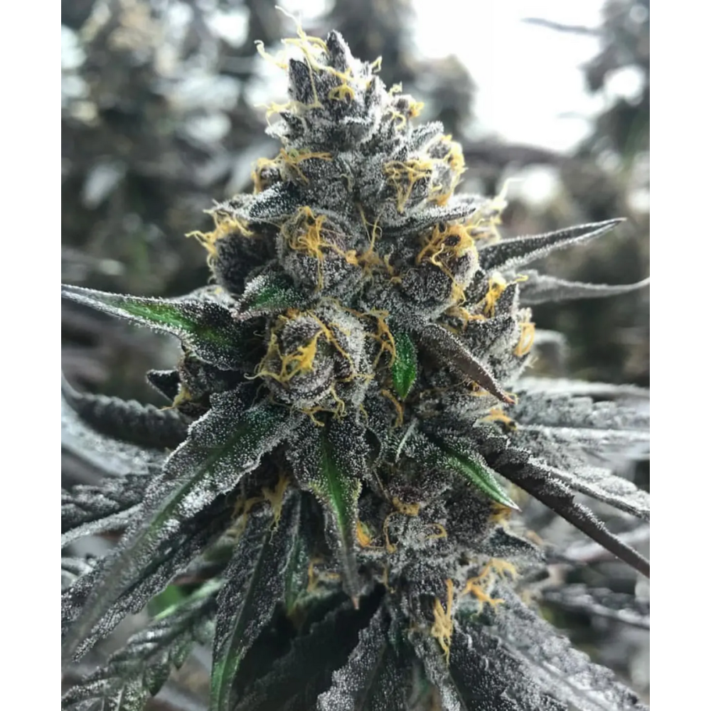 Atlas Seeds Divorce Cake Feminisierte Hanfsamen