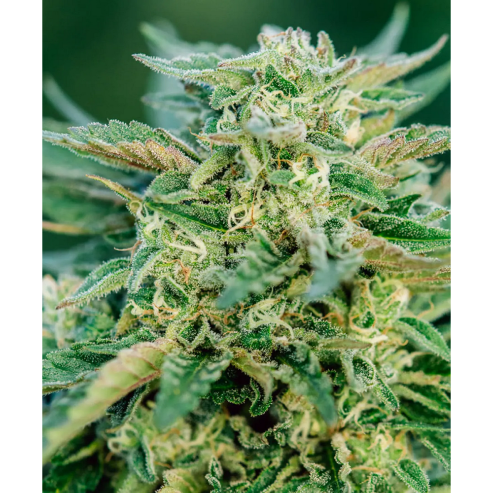 Atlas Seeds Grease Gun Automatic Hanfsamen