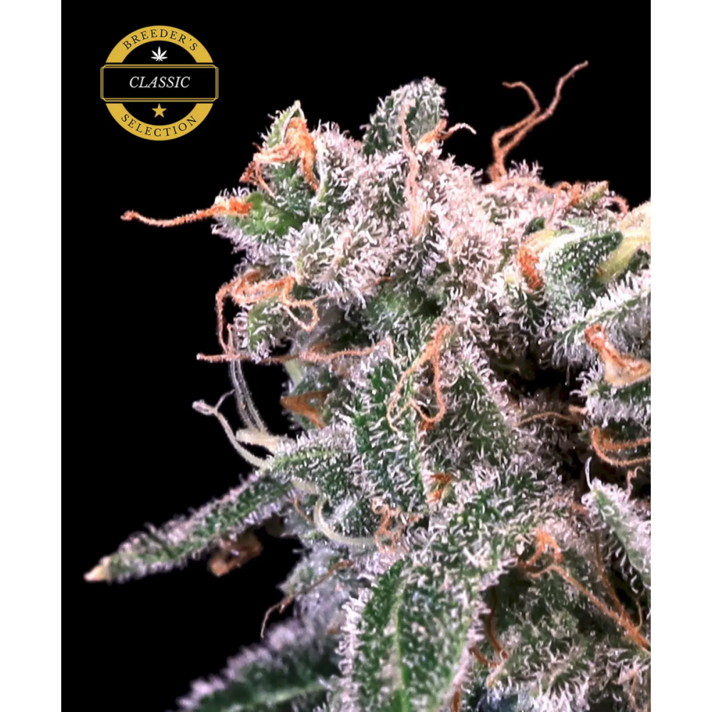 Atlas Seeds Kombucha Cream Feminisierte Hanfsamen