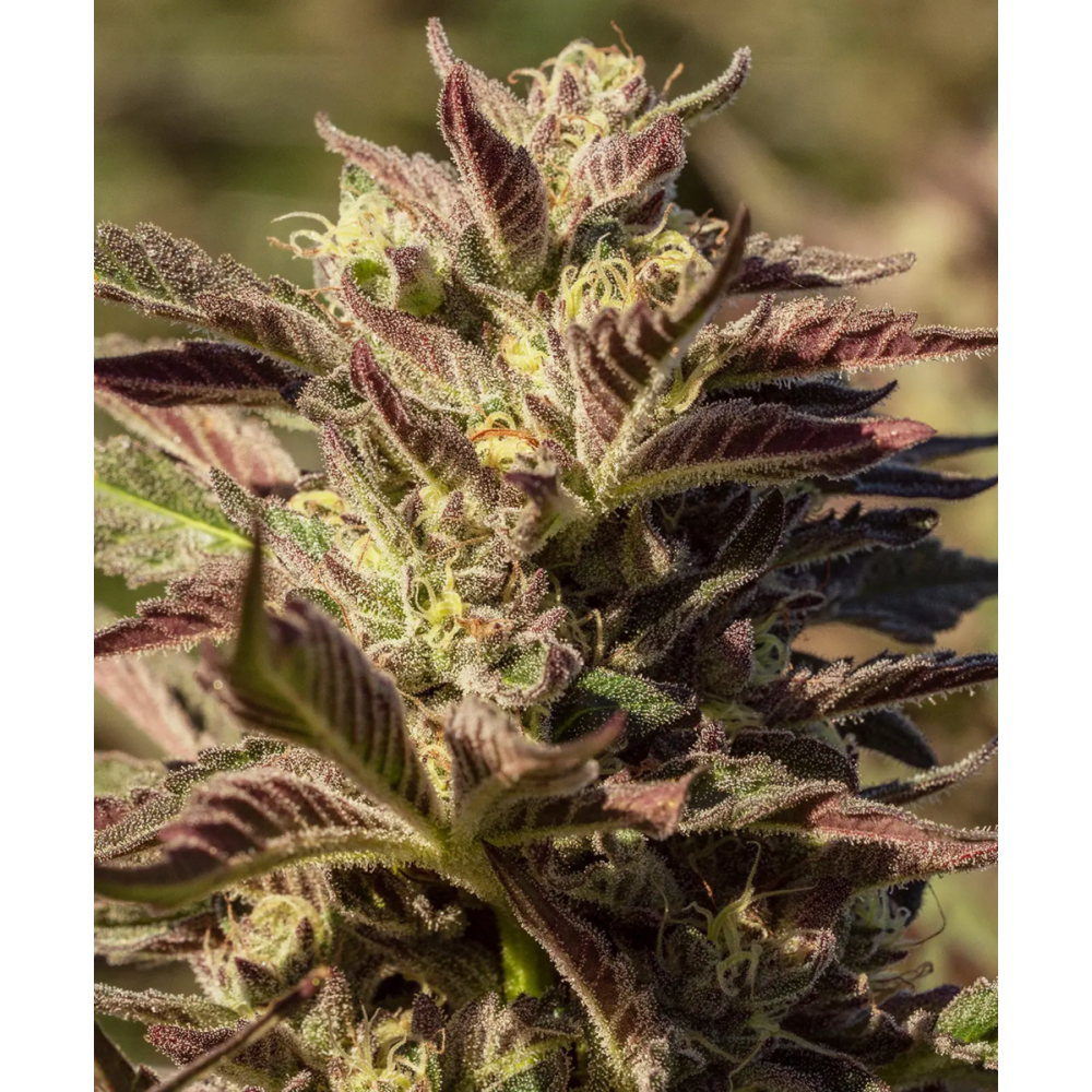 Atlas Seeds La Jefa Feminisierte Hanfsamen