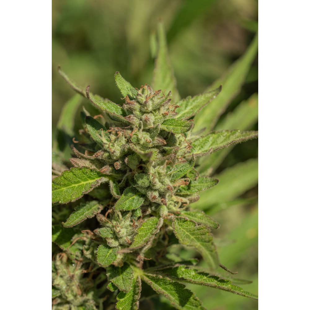 Atlas Seeds Mendo Breath Feminisierte Hanfsamen