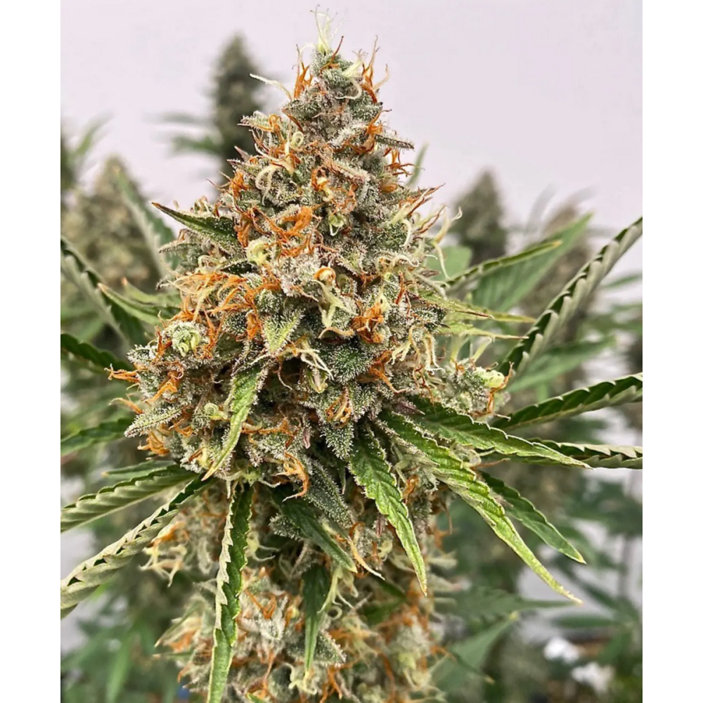 Atlas Seeds Mendo Butter Feminisierte Hanfsamen