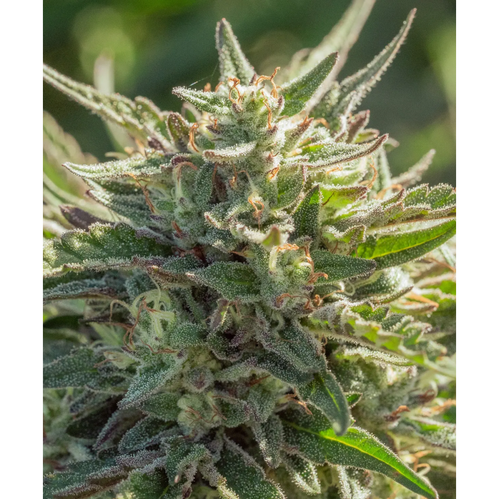 Atlas Seeds Mythic Cheetah Feminisierte Hanfsamen