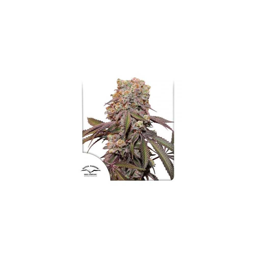 Dutch Passion Candy Bubatz XL Auto Cannabisblüte