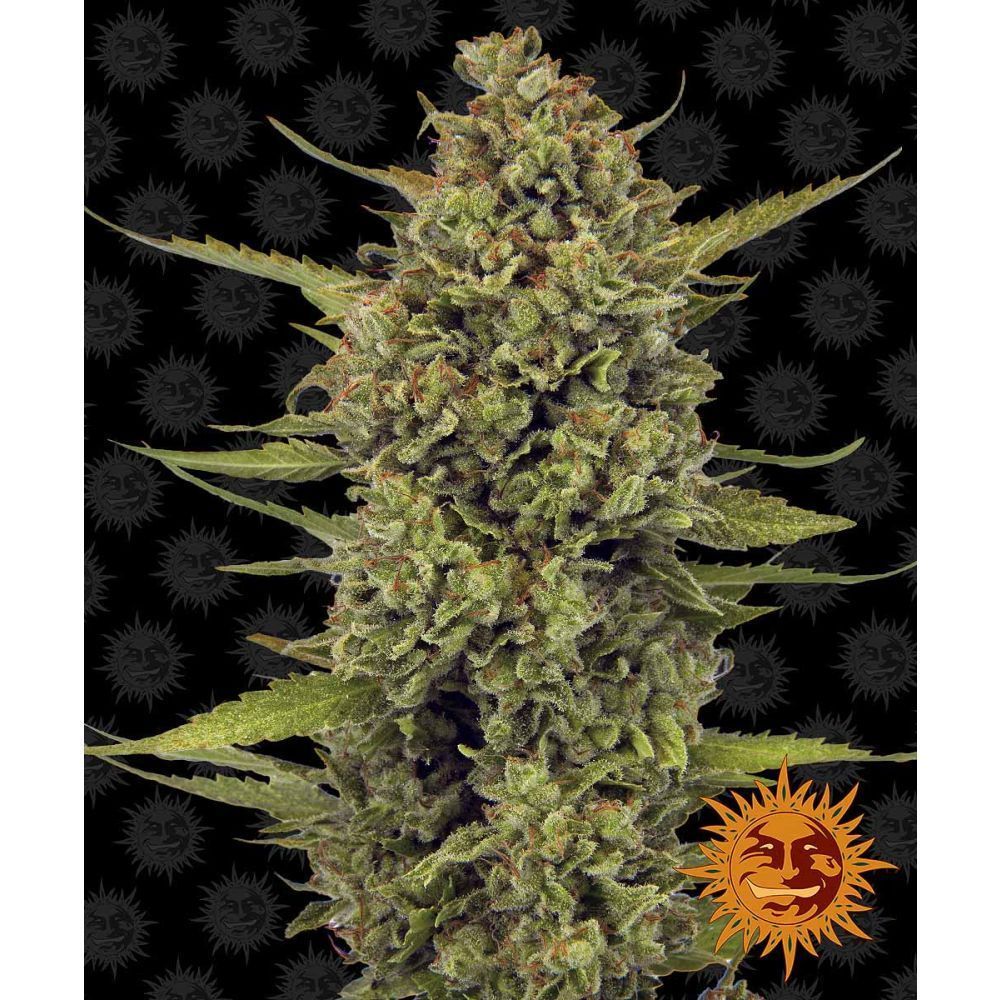 Barneys Farm Acapulco Gold Hanfsamen Blüte