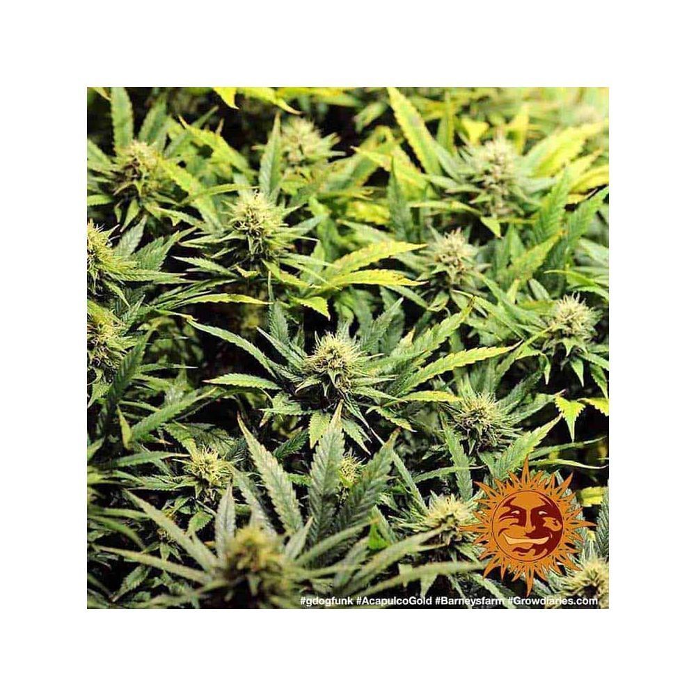 Barneys Farm Acapulco Gold Hanfsamen Blüte