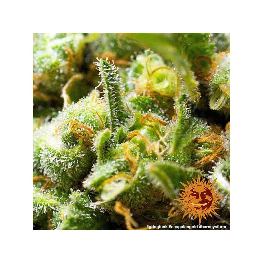 Barneys Farm Acapulco Gold Hanfsamen Blüte