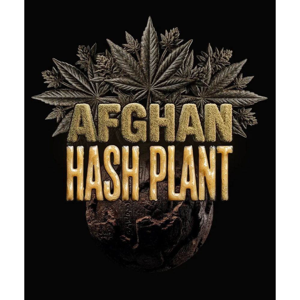 Barneys Farm Afghan Hashplant Auto Hanfsamen Blüte