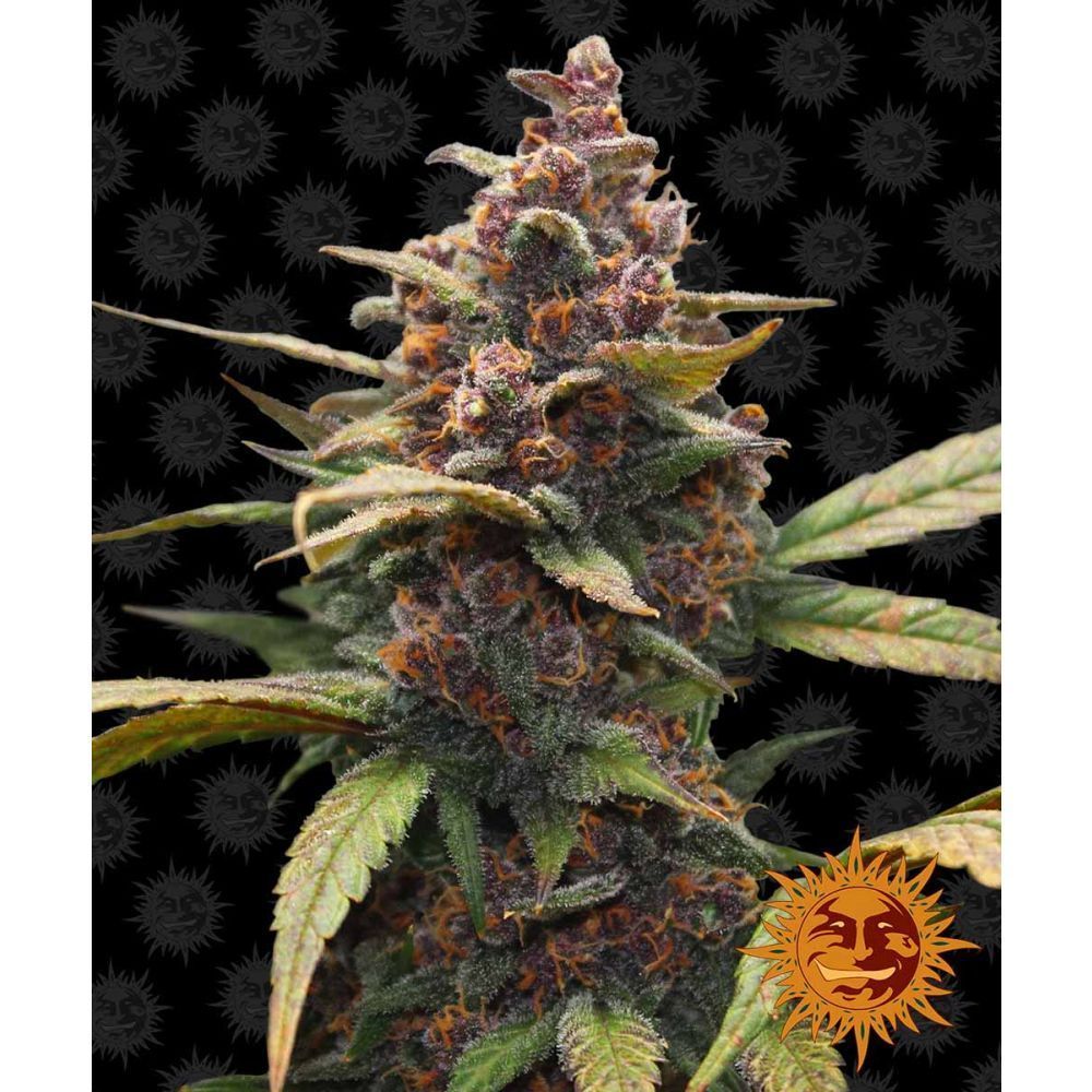 Barneys Farm Ayahuasca Purple Hanfsamen Blüte