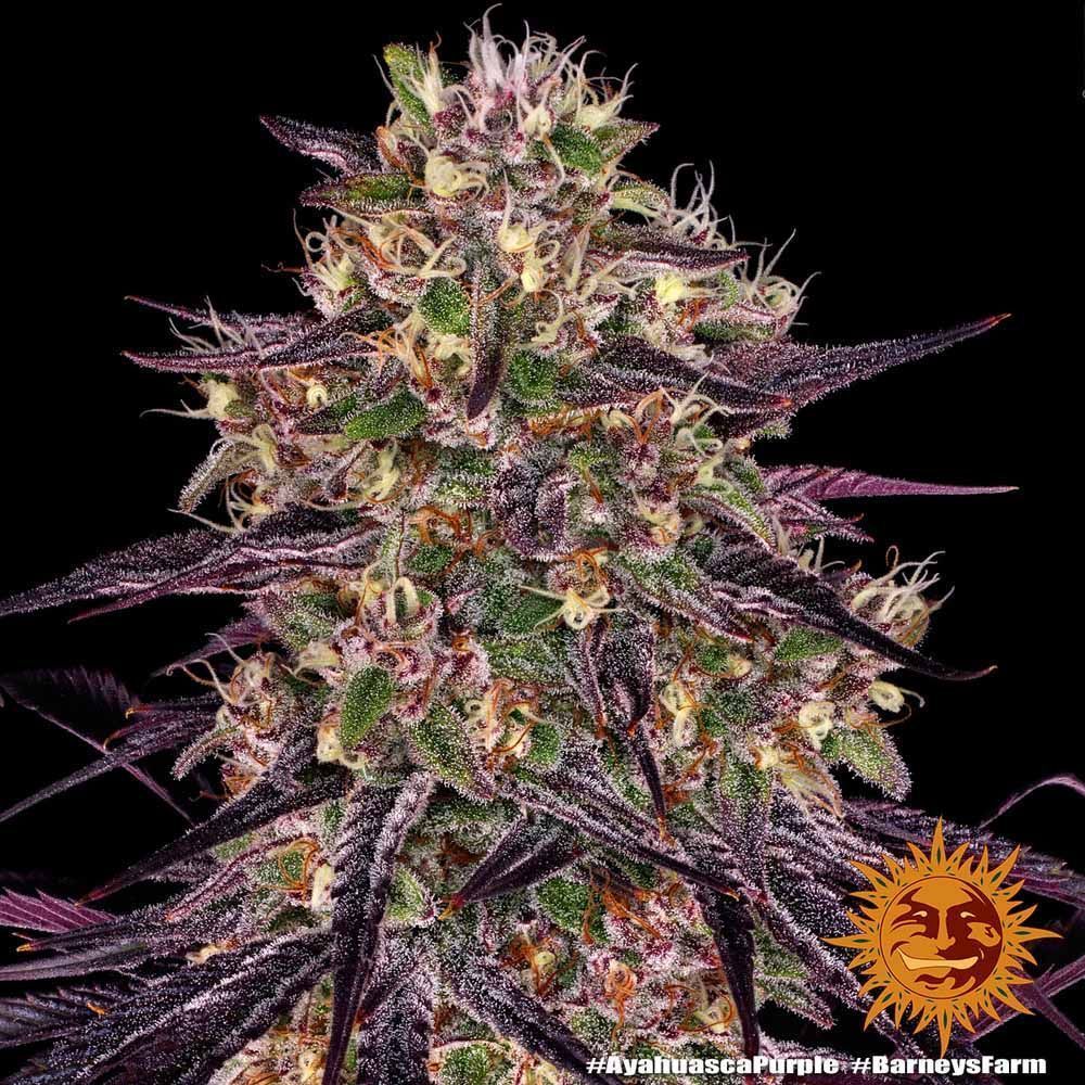 Barneys Farm Ayahuasca Purple Hanfsamen Blüte