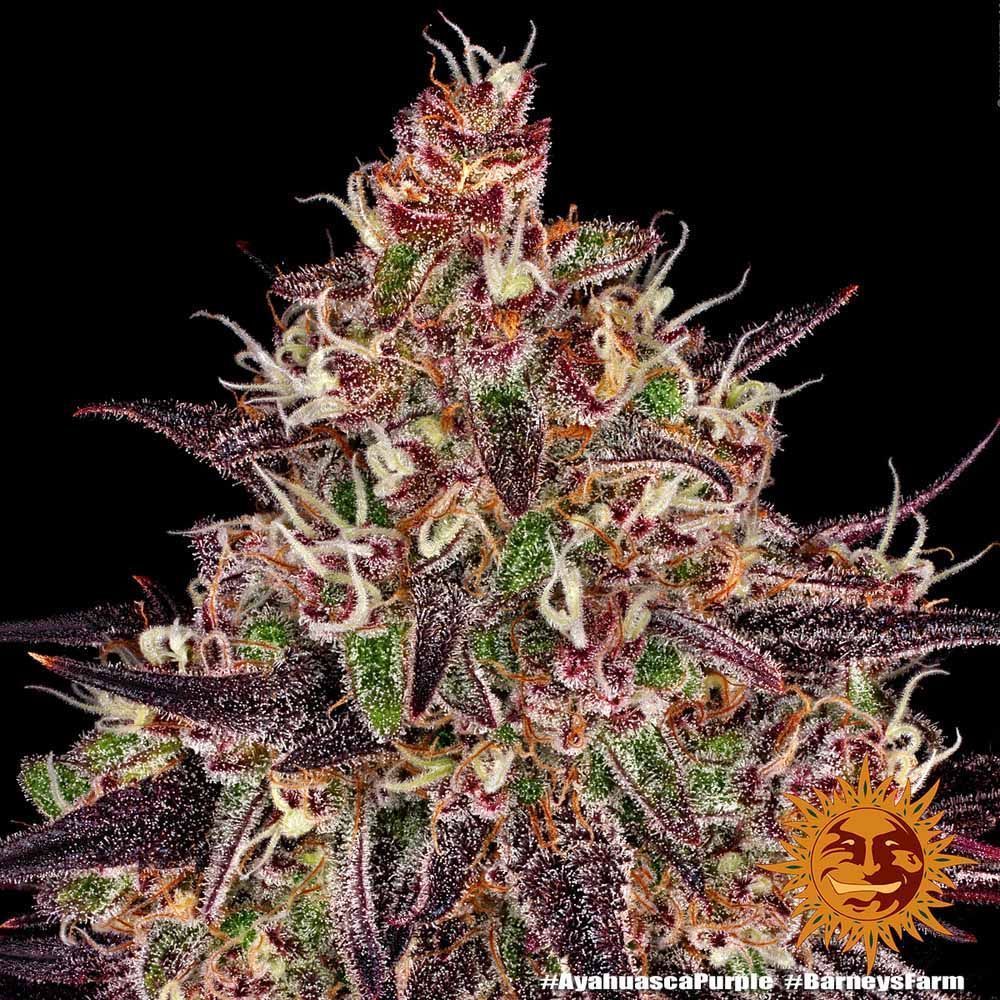 Barneys Farm Ayahuasca Purple Hanfsamen Blüte