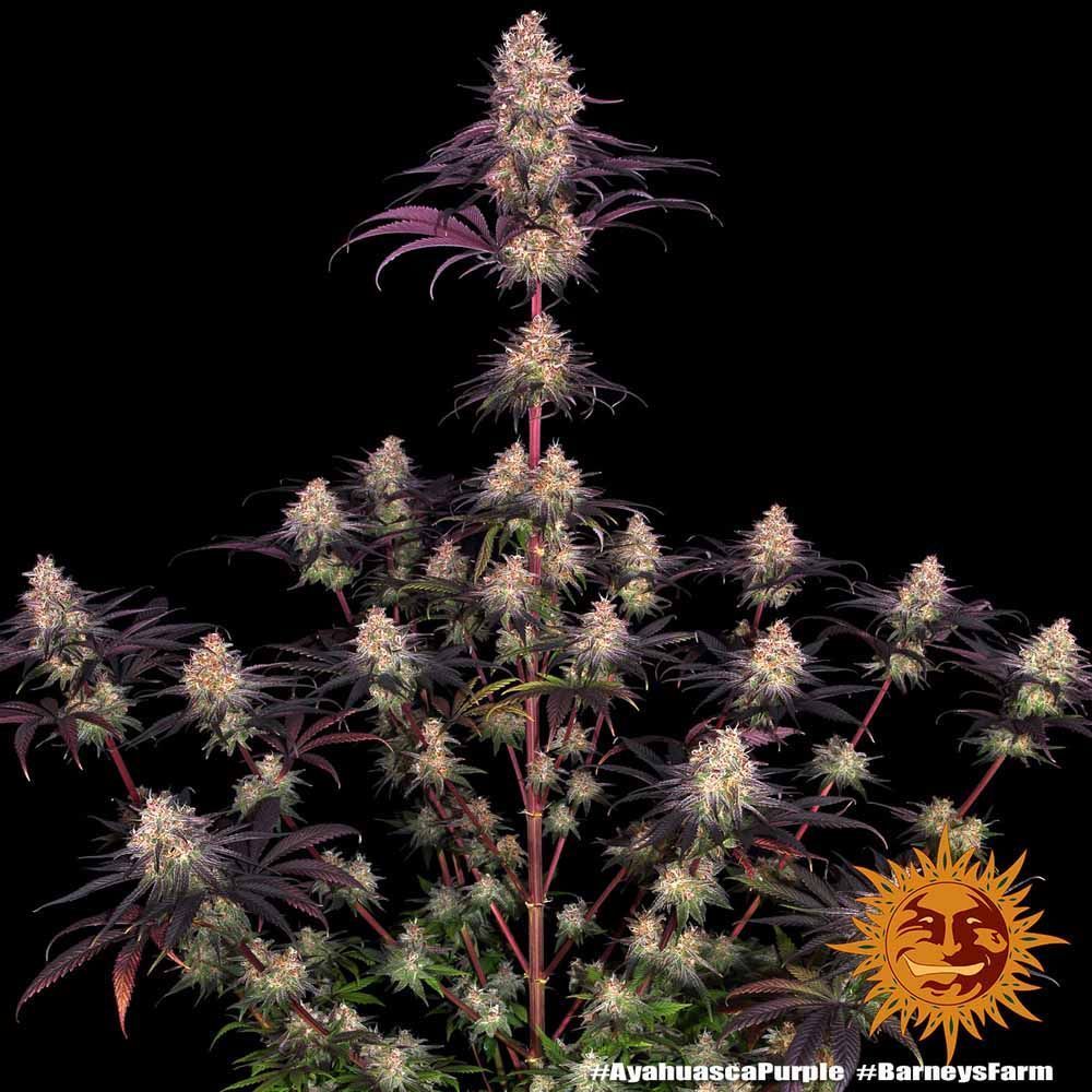 Barneys Farm Ayahuasca Purple Hanfsamen Blüte