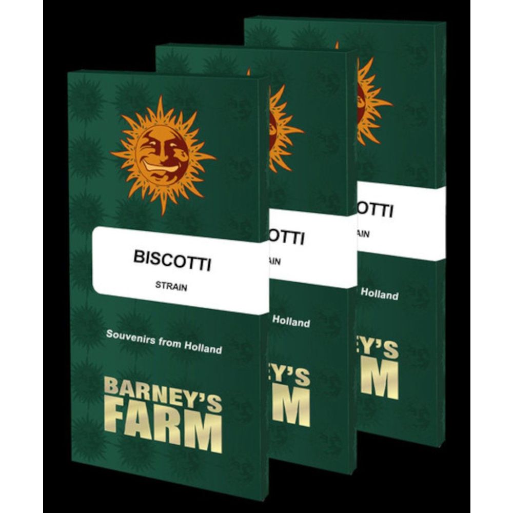 Barneys Farm Biscotti Feminisierte Hanfsamen