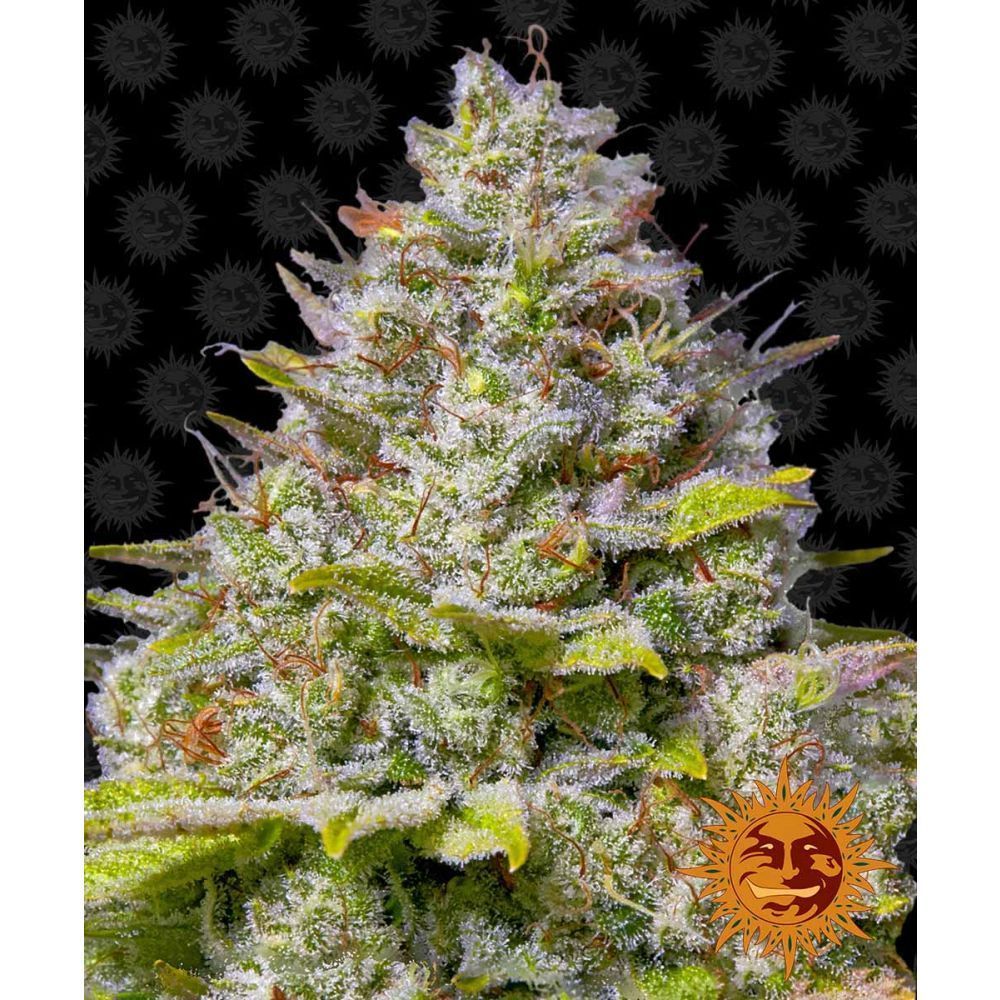 Barneys Farm Blue Gelato 41 Hanfsamen Blüte