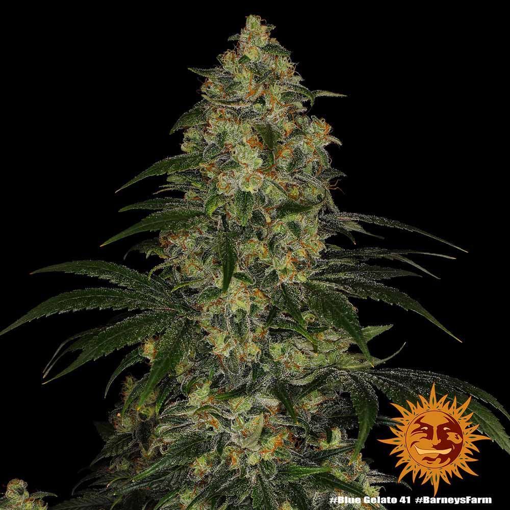 Barneys Farm Blue Gelato 41 Hanfsamen Blüte