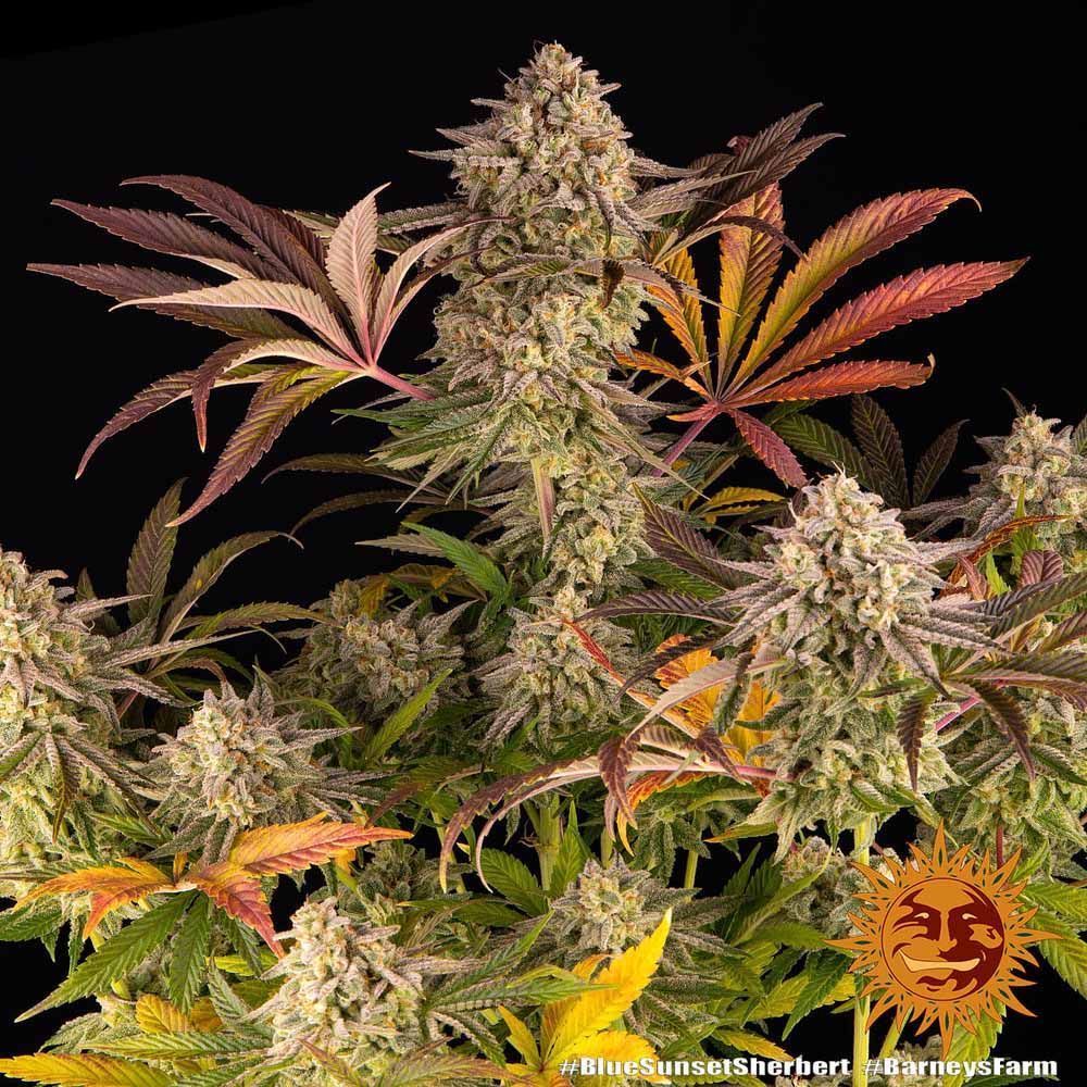 Barneys Farm Blue Sunset Sherber Hanfsamen Blüte