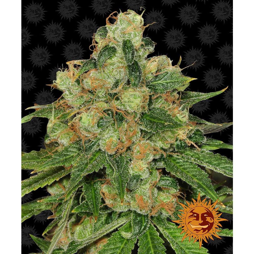 Barneys Farm CBD Cramel Regulär Hanfsamen Blüte