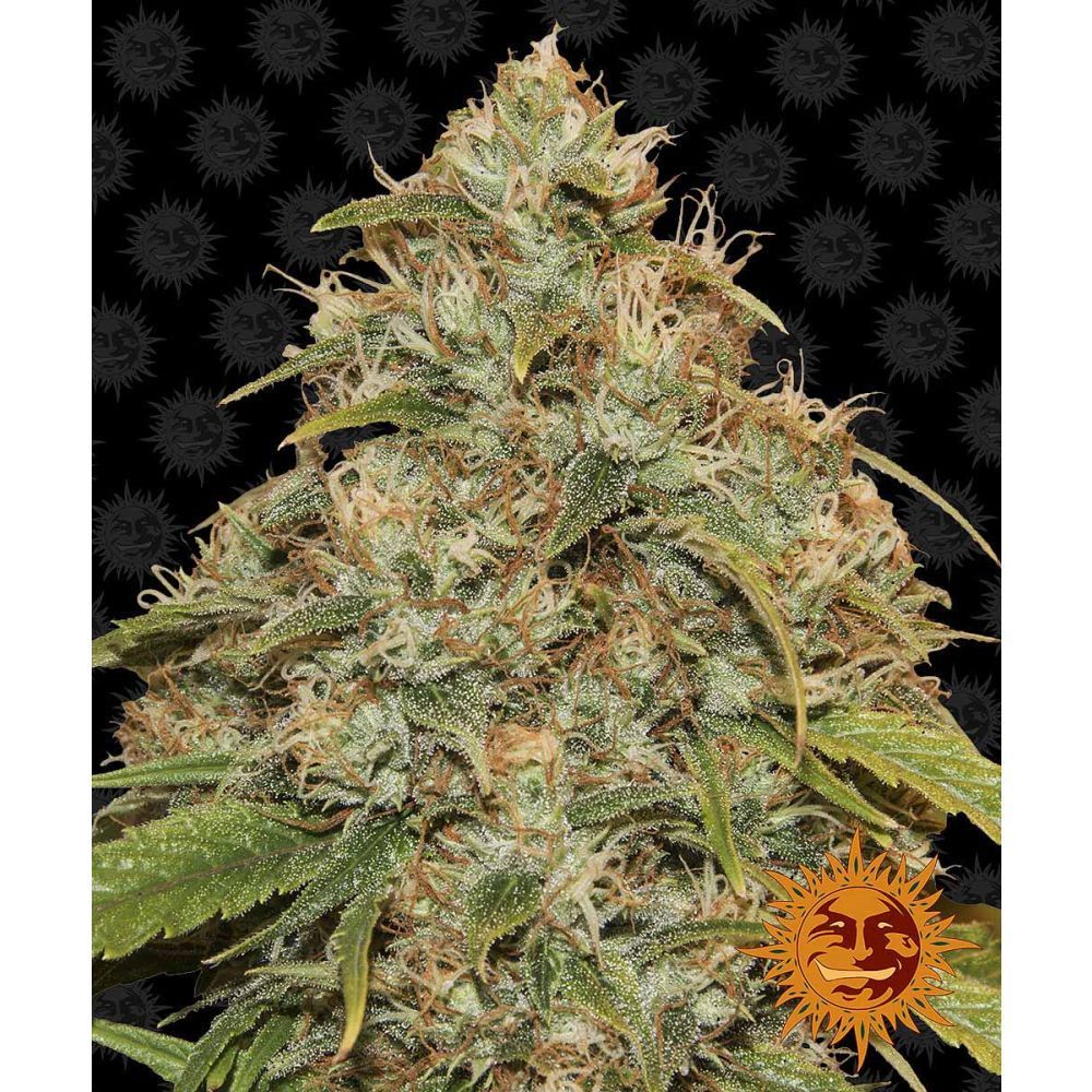 Barneys Farm Lemon Potion CBD Automatic Hanfsamen Blüte