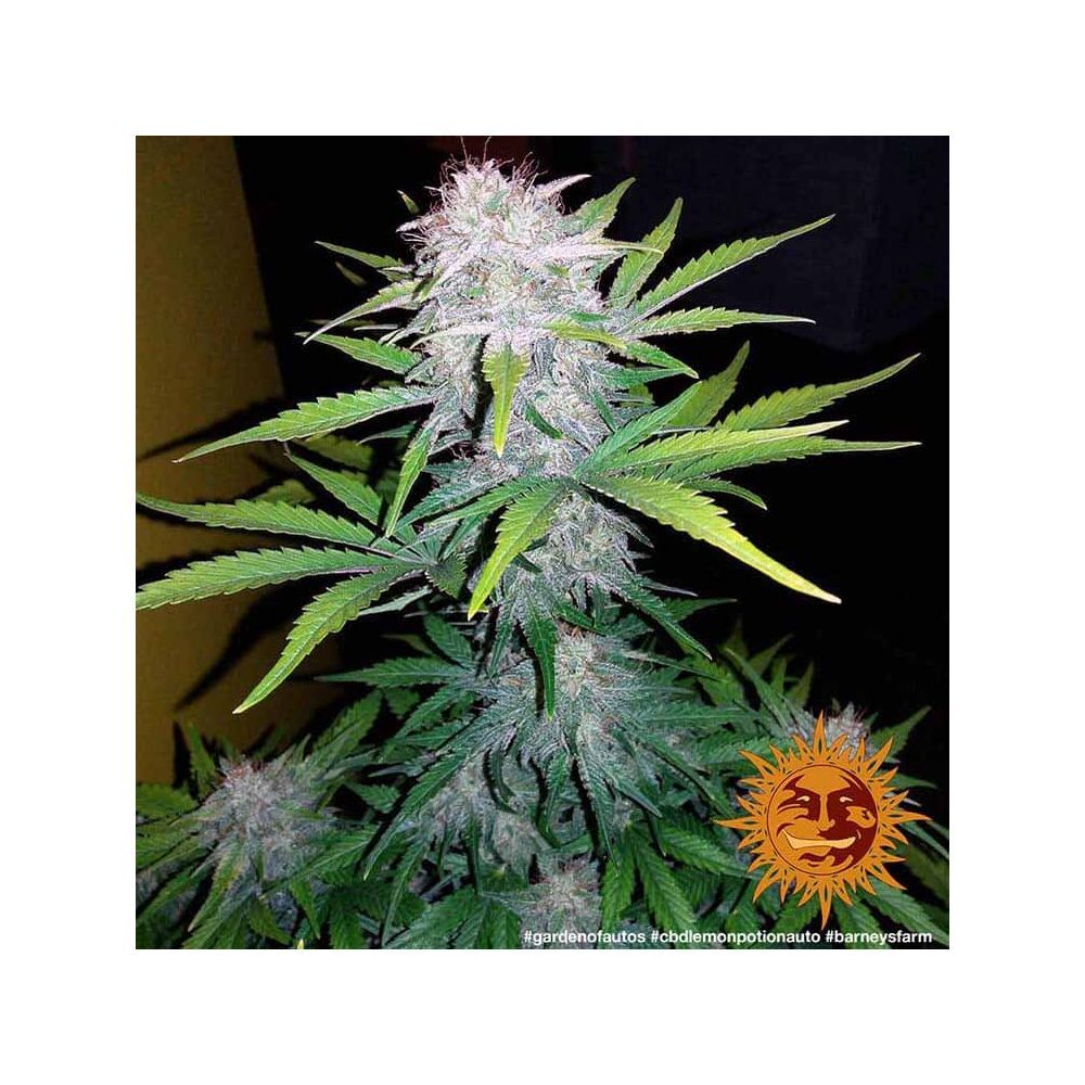 Barneys Farm Lemon Potion CBD Automatic Hanfsamen Blüte