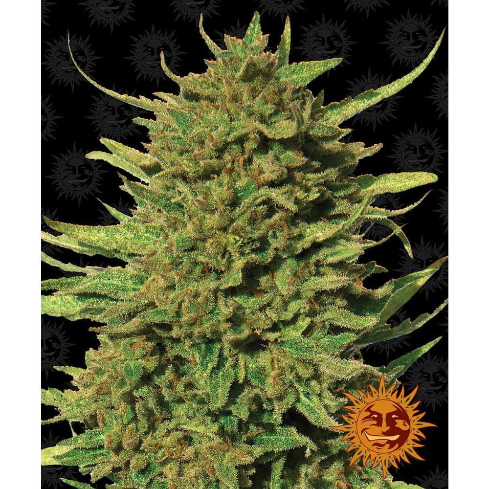 Barneys Farm Critical Kush Regulär Hanfsamen Blüte
