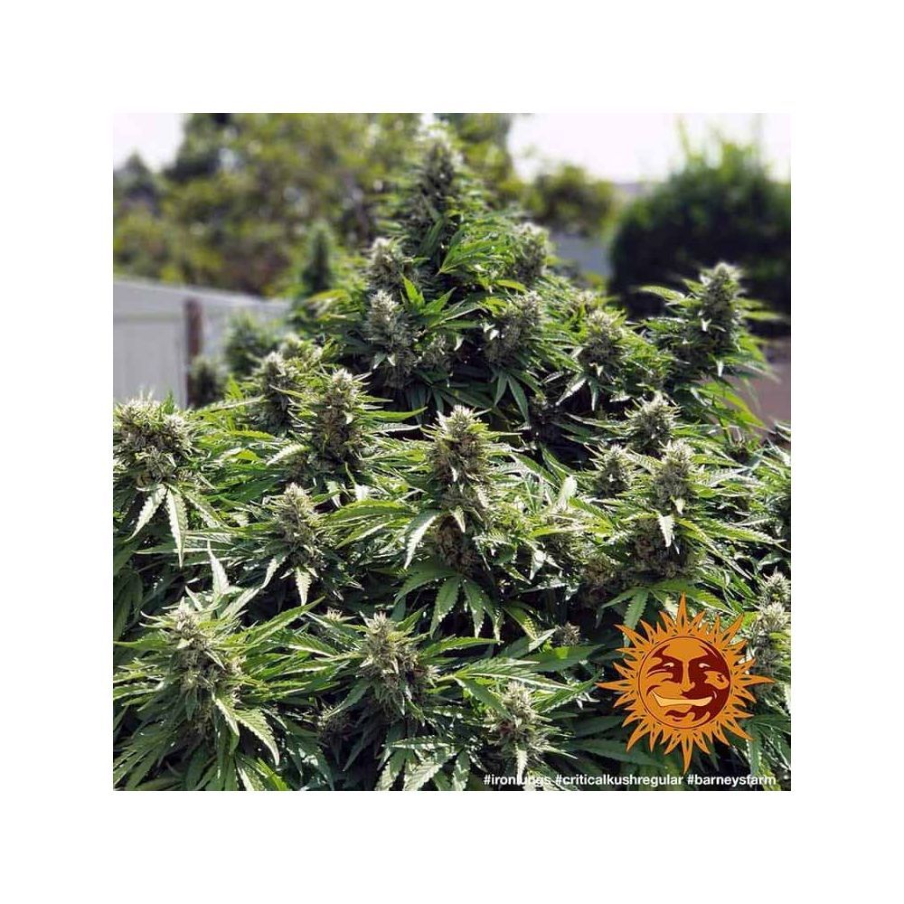 Barneys Farm Critical Kush Regulär Hanfsamen Blüte