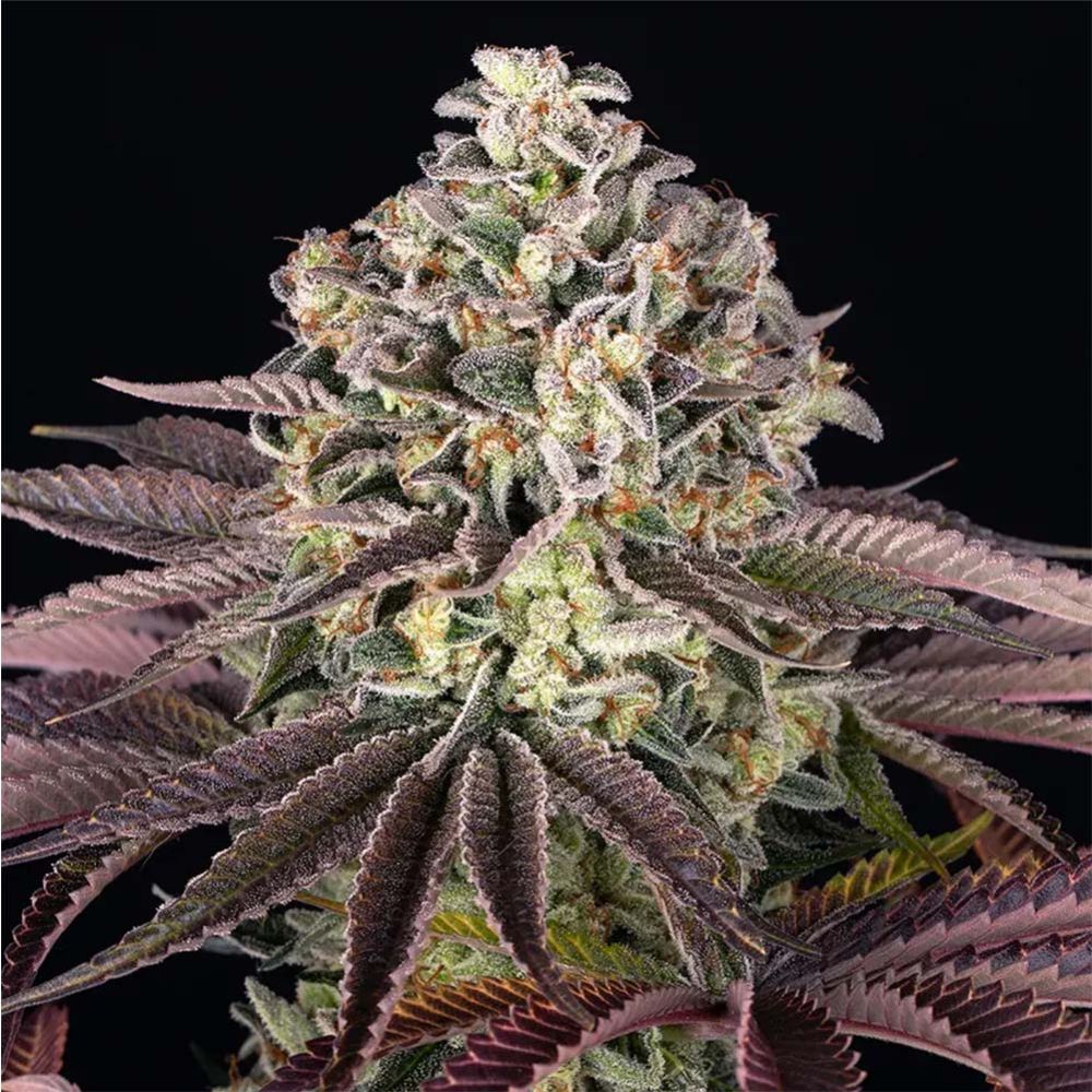 Barneys Farm Grand Daddy Purple Hanfsamen Blüte