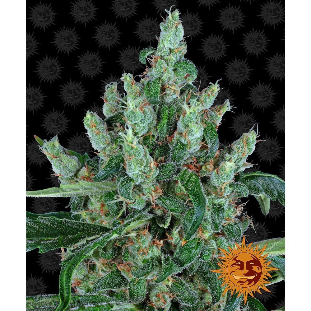 Barneys Farm Laughing Buddha Hanfsamen Blüte